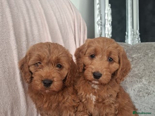 Cockapoo dogs COCKAPOOS READY NOW - Advert 1