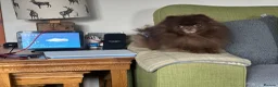 Pomeranian dogs for sale: Outstanding Russian boy  - Advert 7