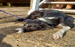 Border Collie dogs for sale: Female Short Hair Border Collie - Advert 2