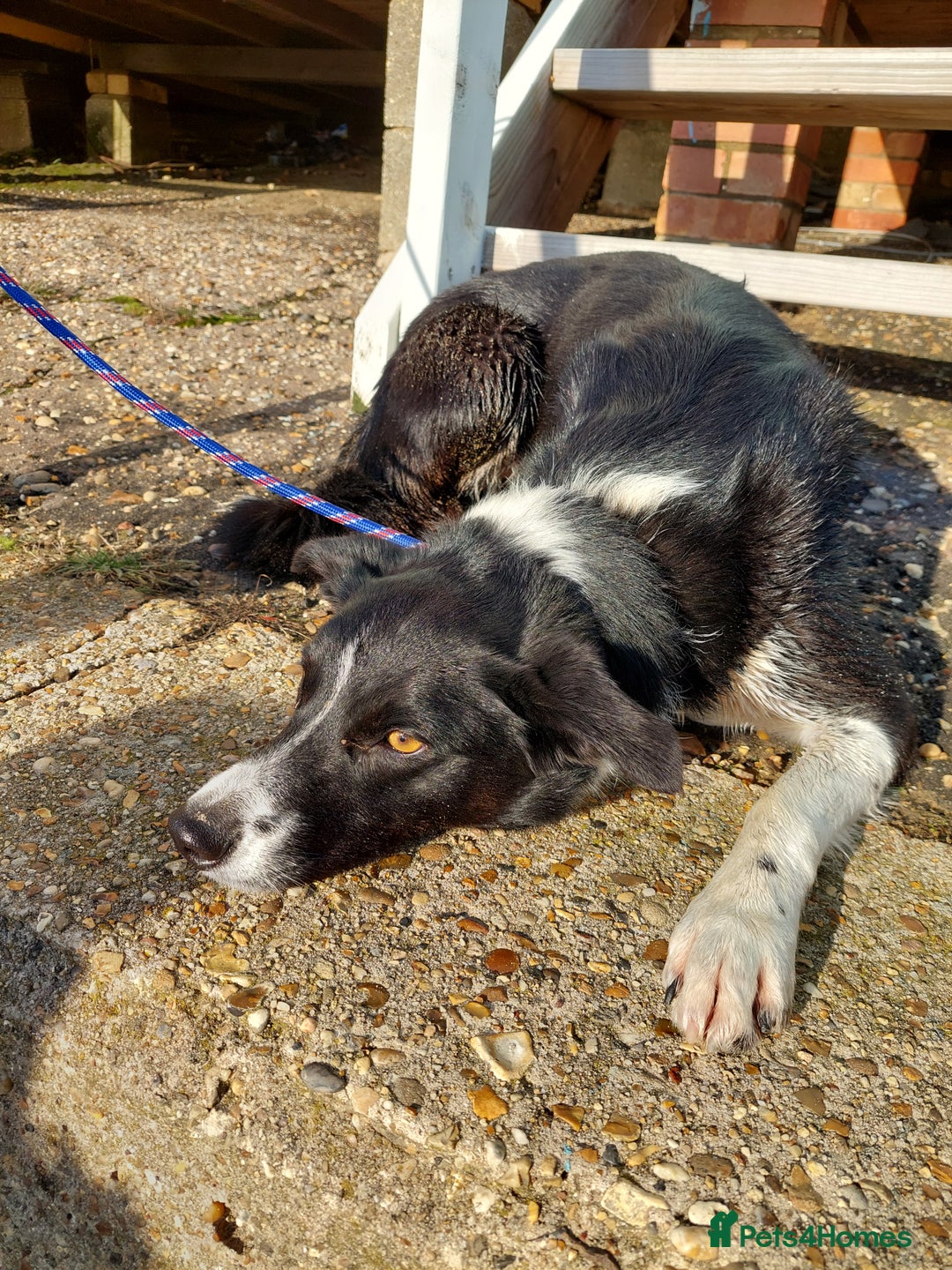 Border Collie dogs for sale: Female Short Hair Border Collie - Advert 2