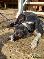 Border Collie dogs Female Short Hair Border Collie - Advert 5