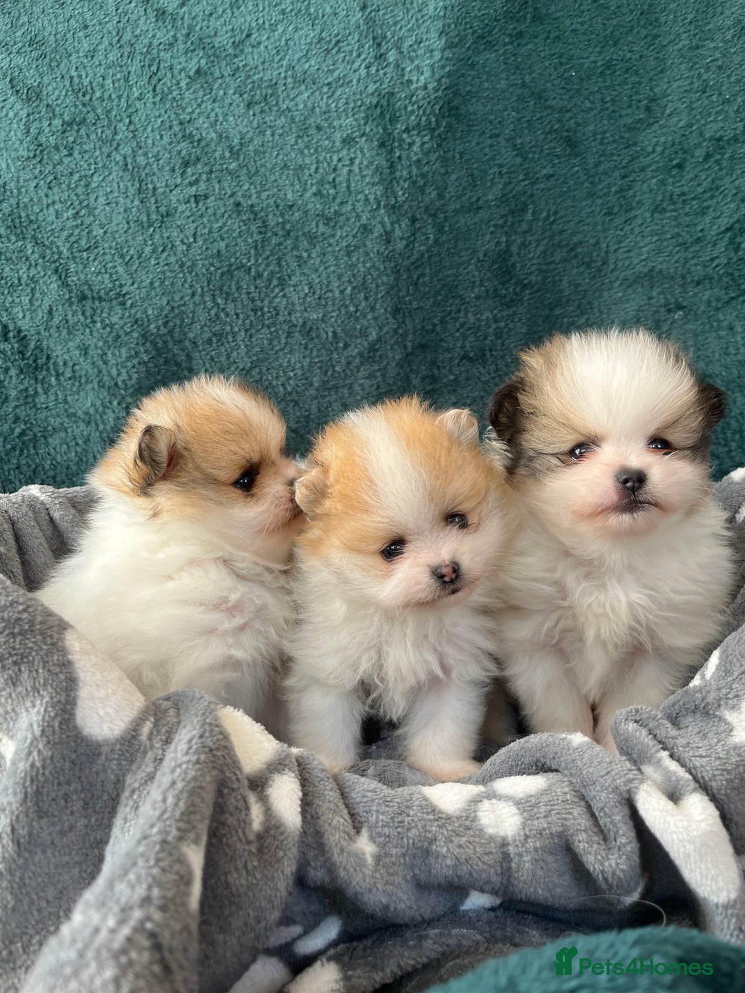 Pomeranian dogs for sale: Fluffy Pomeranian puppies - Image 6
