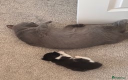 Mixed Breed cats for sale: 🐾 Half British Shorthair Kittens Available! 🐾 - Image 19