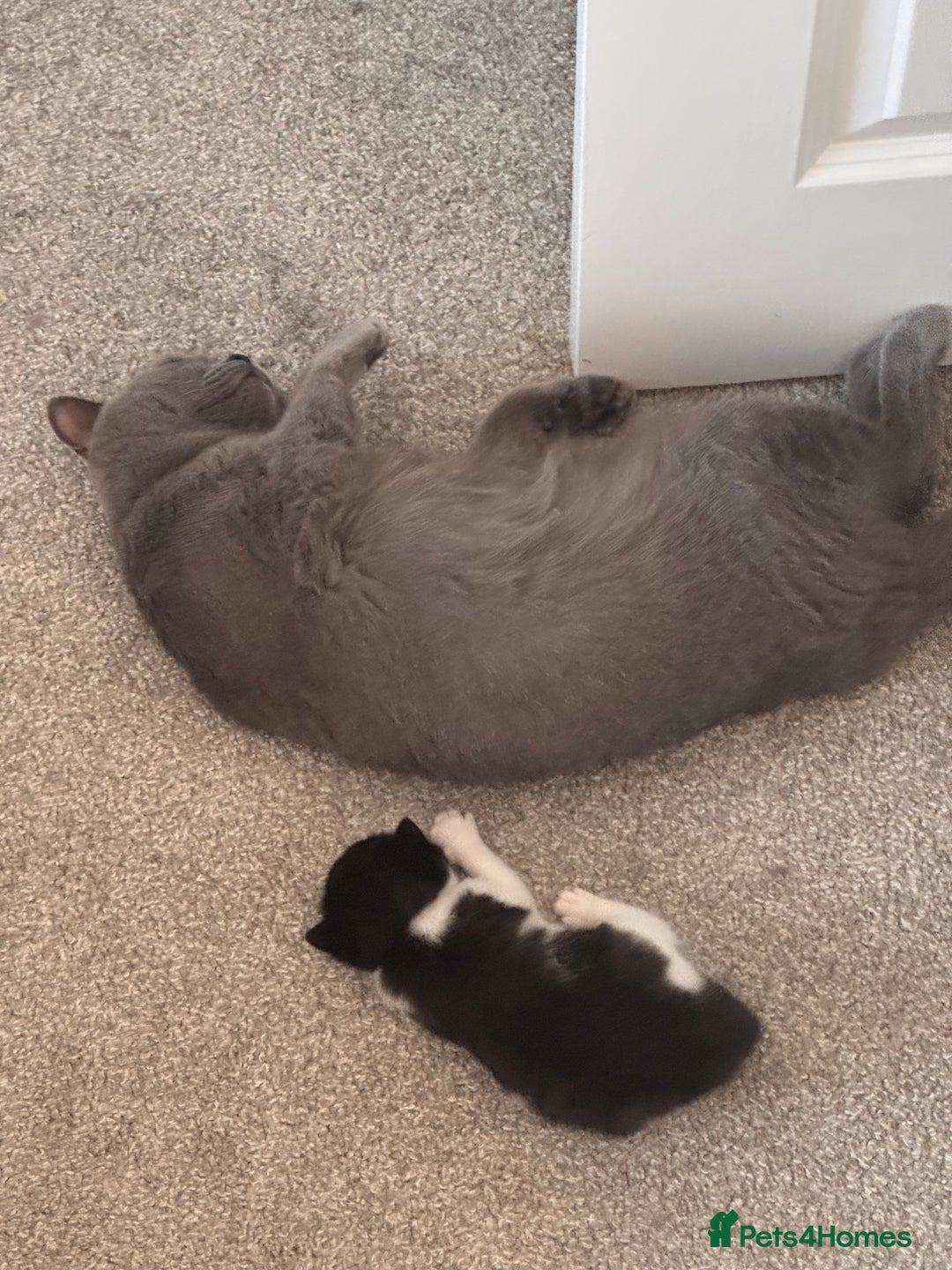 Mixed Breed cats for sale: 🐾 Half British Shorthair Kittens Available! 🐾 - Image 19