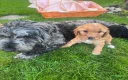 Cockapoo dogs for sale: Cockapoo pups for sale  - Image 9