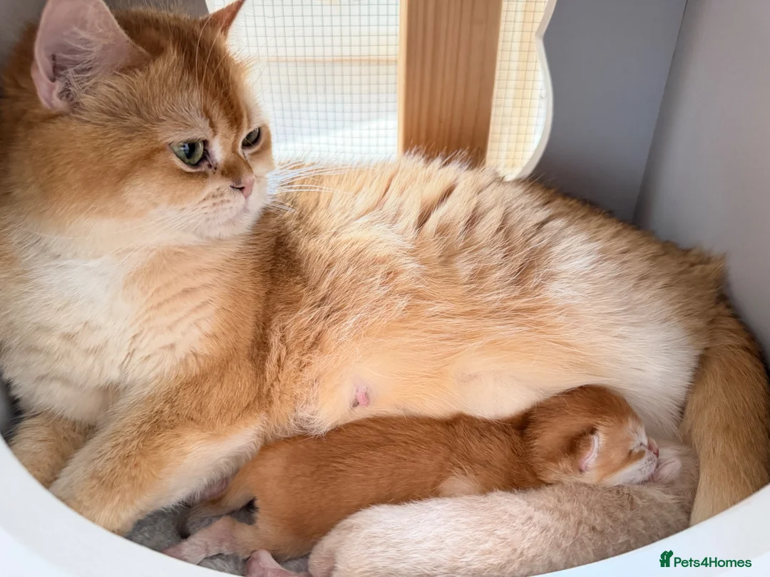British Shorthair cats for sale: BSH Golden kittens Ecx show quality, Tica reg  - Advert 1