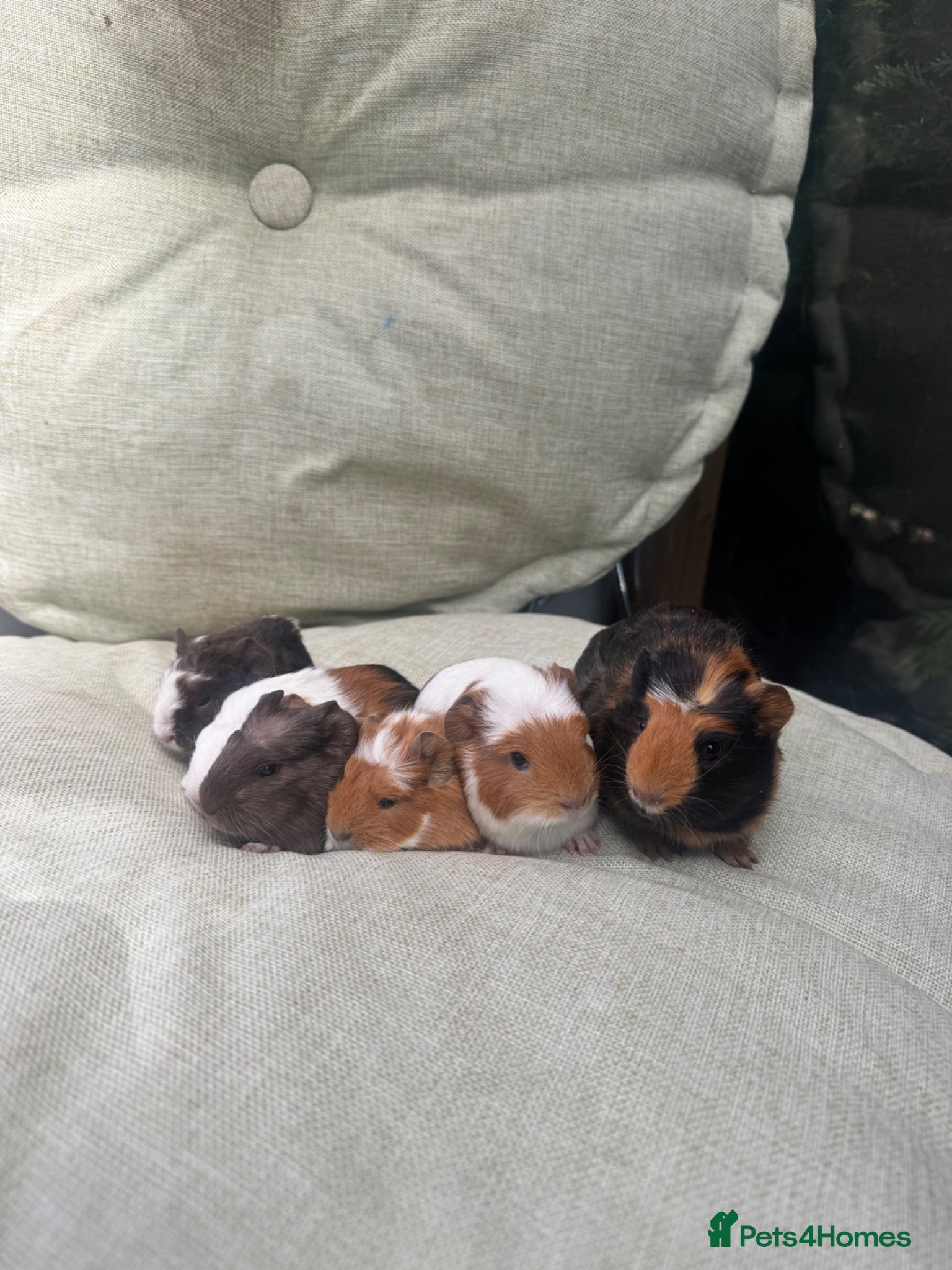 Guinea Pig rodents for sale: Baby guinea pigs  - Advert 2