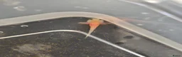 Axolotl reptiles for sale: Axolotl babies - Advert 6