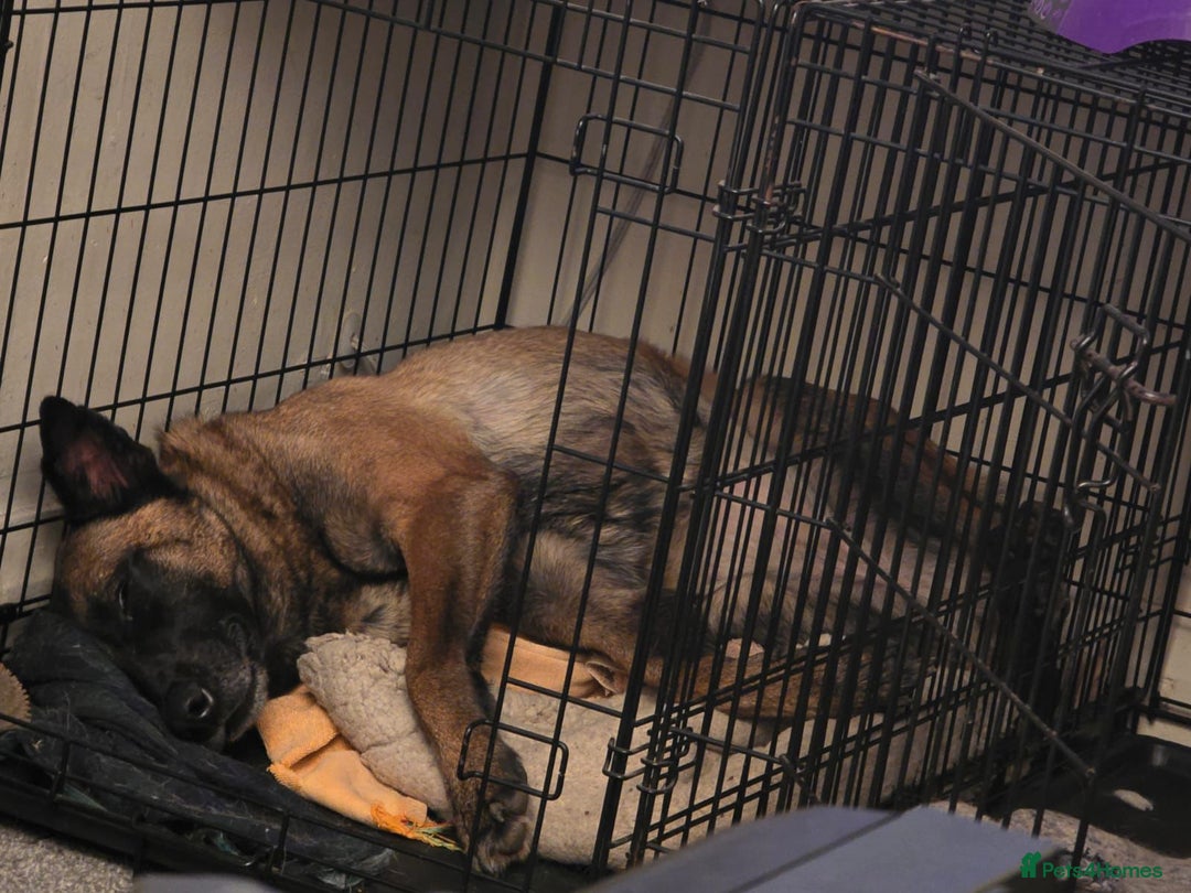 Belgian Shepherd Dog dogs for sale: Calm, loving Athena - Image 5