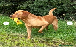 Labrador Retriever dogs for sale: KC Registered Fox red Labradors - Image 7