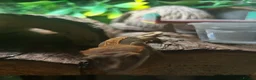 Gecko reptiles for sale: Female Harlequin Created Gecko in Aldershot - Advert 22
