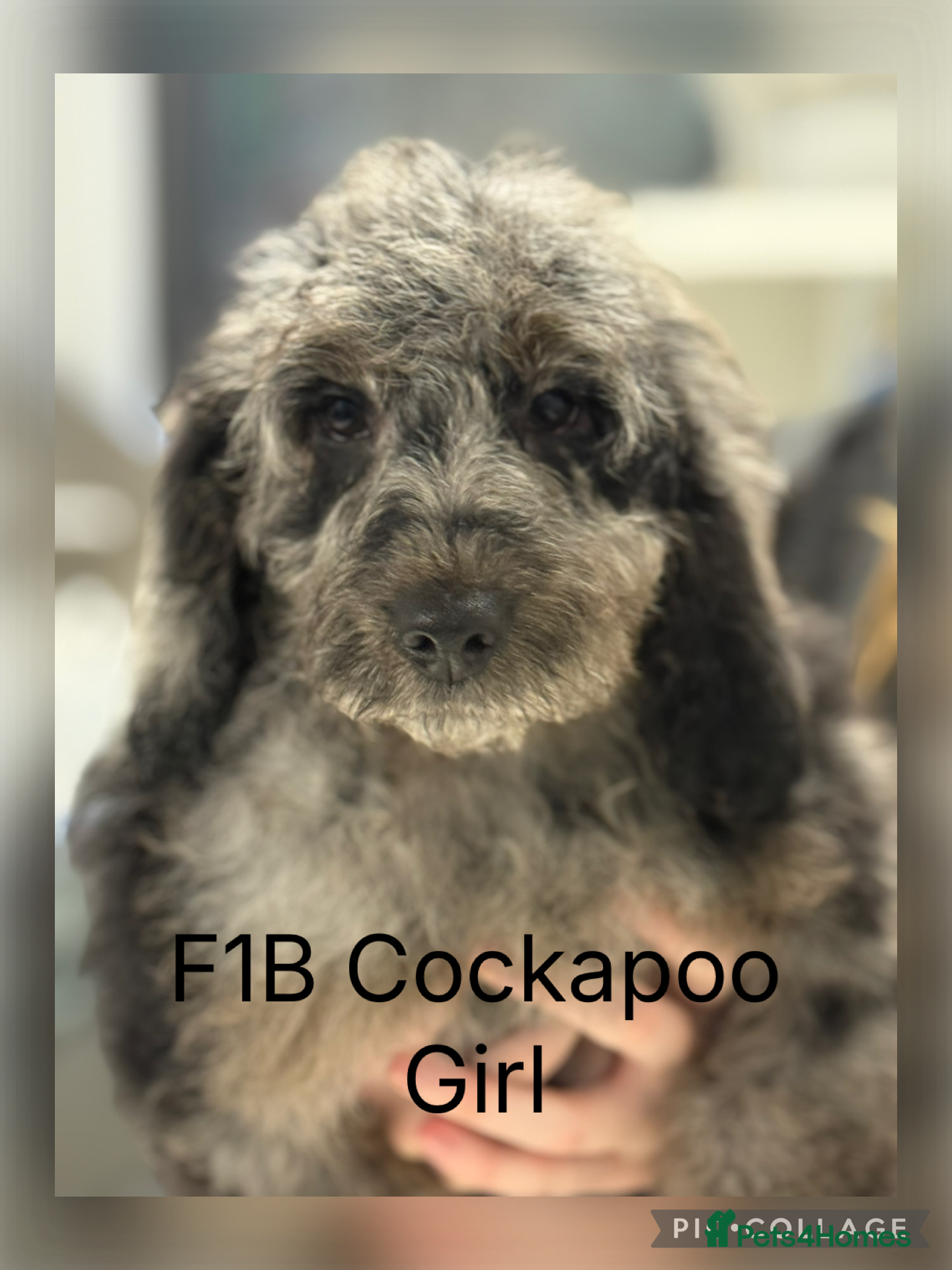 Cockapoo dogs F1B Cockapoo’s ready now  - Advert 1