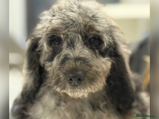 Cockapoo dogs F1B Cockapoo’s ready now - Advert 2