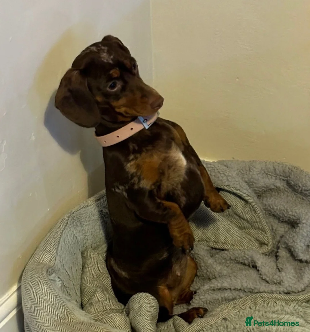 Miniature Dachshund dogs for sale: Minature Dachshund  in Enfield - Advert 5