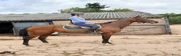 Irish Thoroughbred horses for sale: Smart , Straightforward, And Very Affordable  - Advert 6