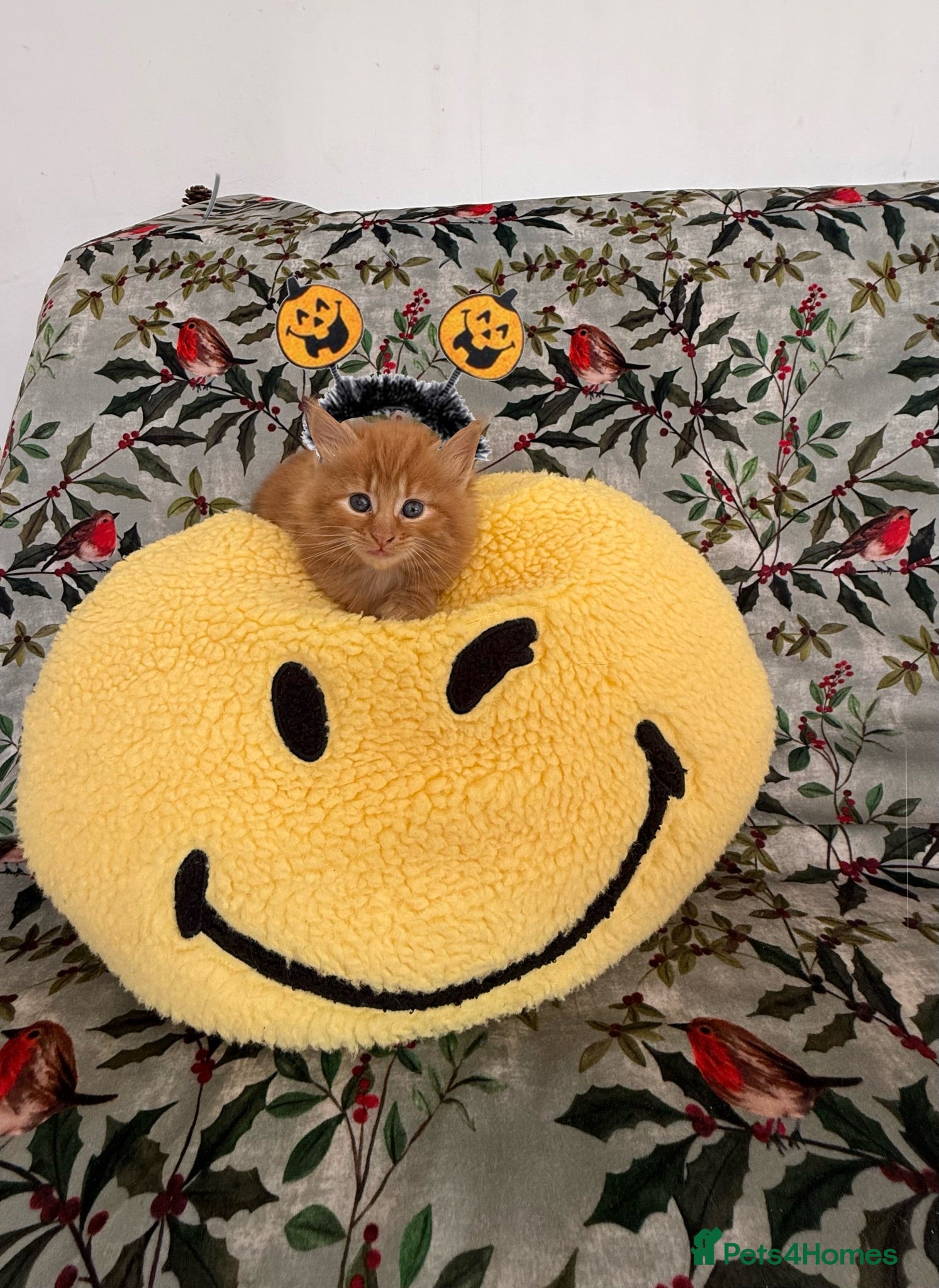 Mixed Breed cats God loves number three. 🥰🙏 - Advert 3