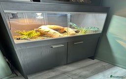 Tortoise reptiles for sale: Indian star tortoise + full setup - Image 5