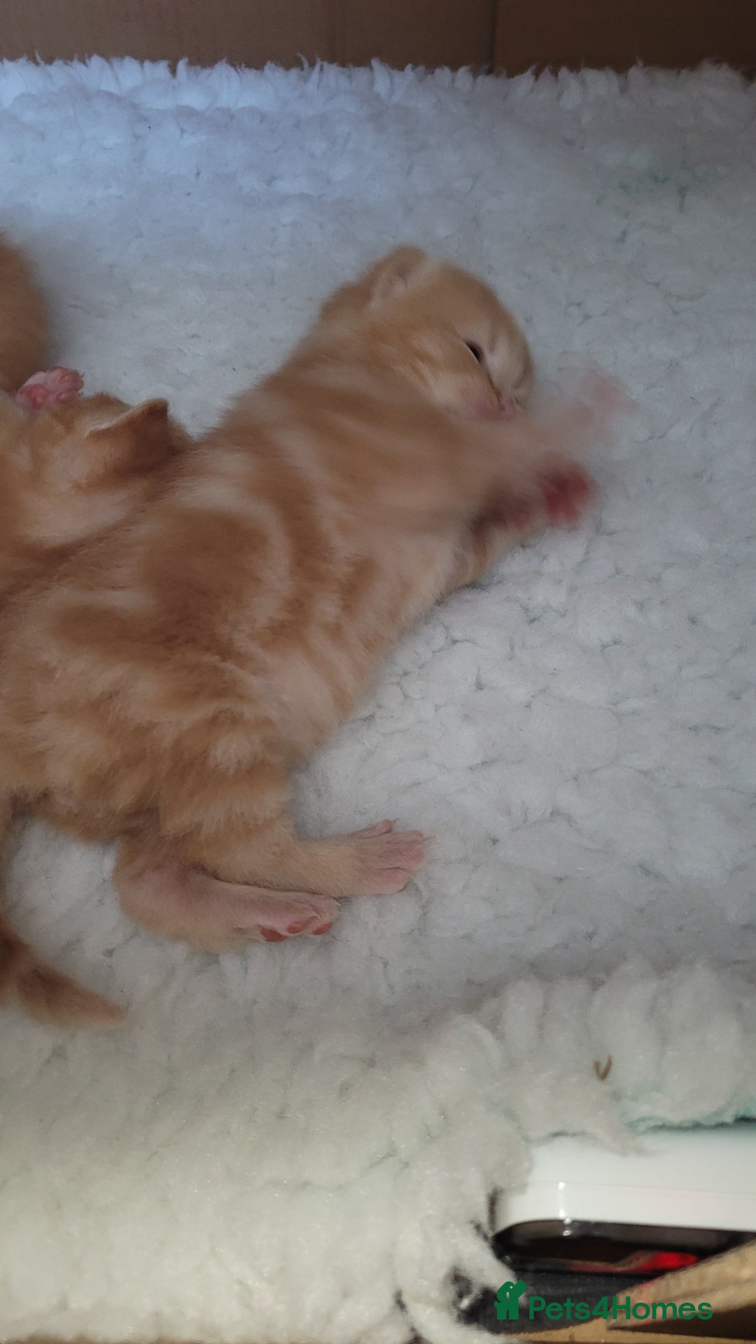 British Shorthair cats for sale: 3 stunning bsh kittens  - Image 5