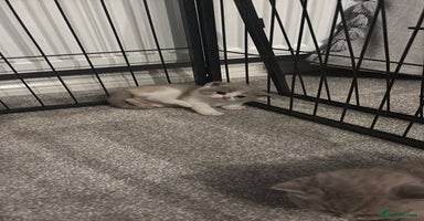 British Shorthair cats 2 Adorable pure bred British Shorthair kittens  - Advert 13