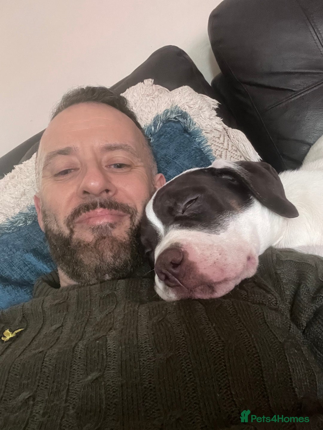 Presa Canario dogs for sale: BANE PRESA CANARIO 2 years old male  - Image 18
