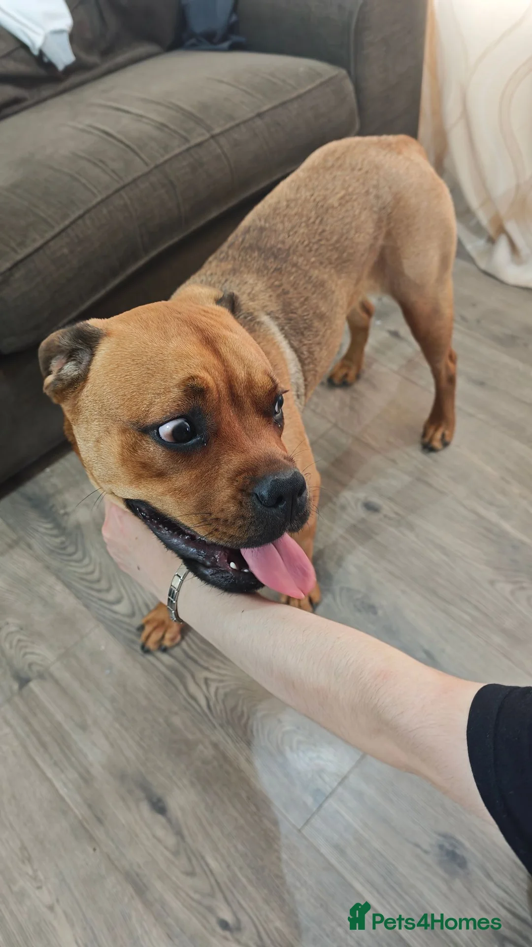 Bullmastiff dogs for sale: Bella 1 year old Bullmastiff in Glenrothes - Advert 4
