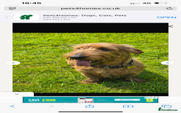 Dachshund dogs for sale: Wire hair Pups Pending - Image 4