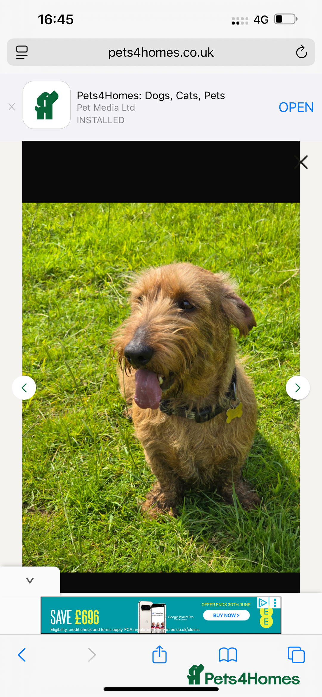 Dachshund dogs for sale: Wire hair Pups Pending - Image 4
