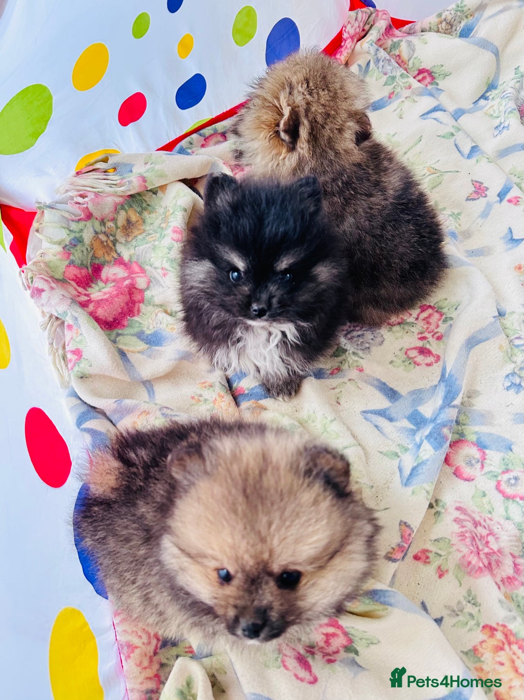 Pomeranian dogs for sale: Lovely Pomeranian puppies  - Advert 2