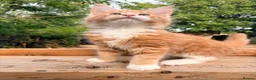 Maine Coon cats for sale: Stunning GCCF Maine Coons available  - Advert 24