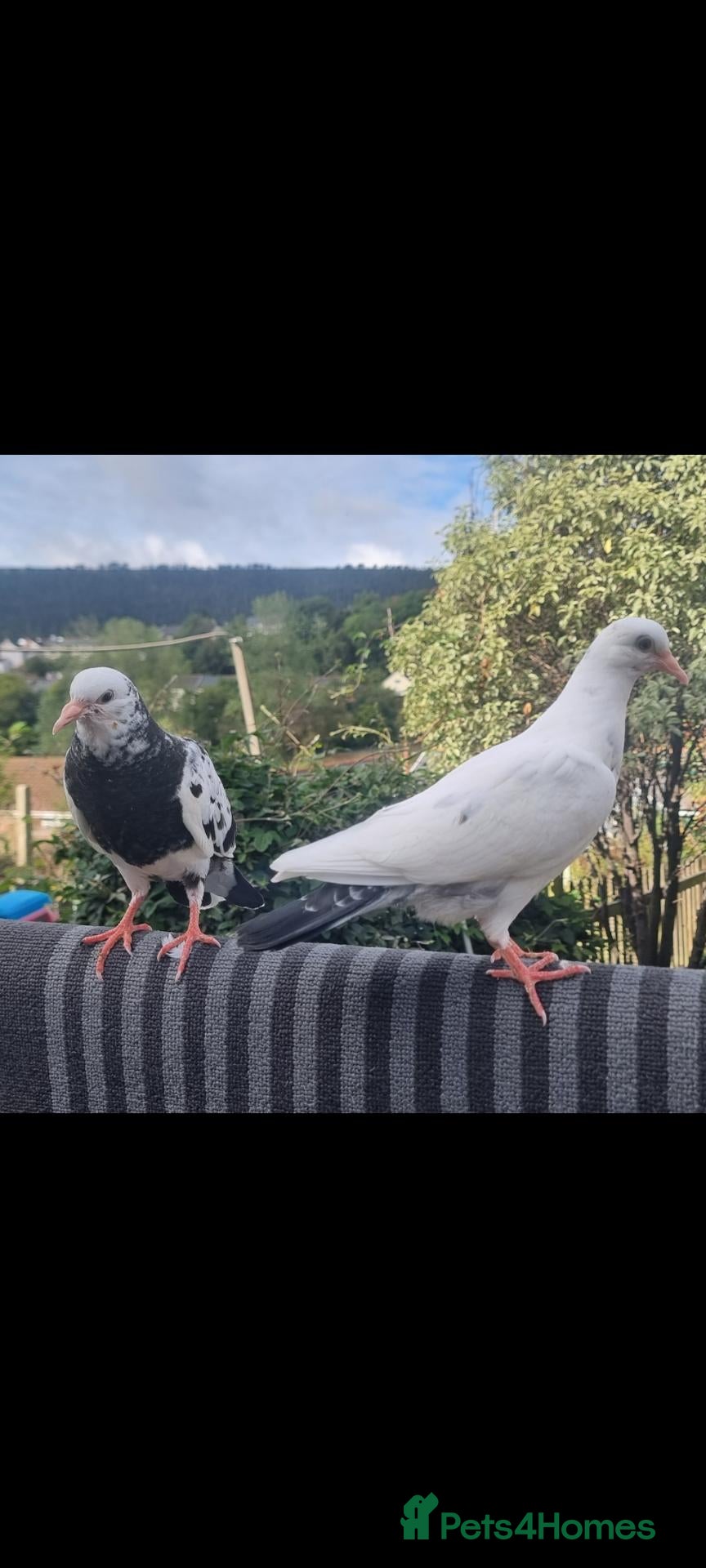 Pigeons birds Beautiful young pigeons.  Pair( not breeding )  - Advert 2