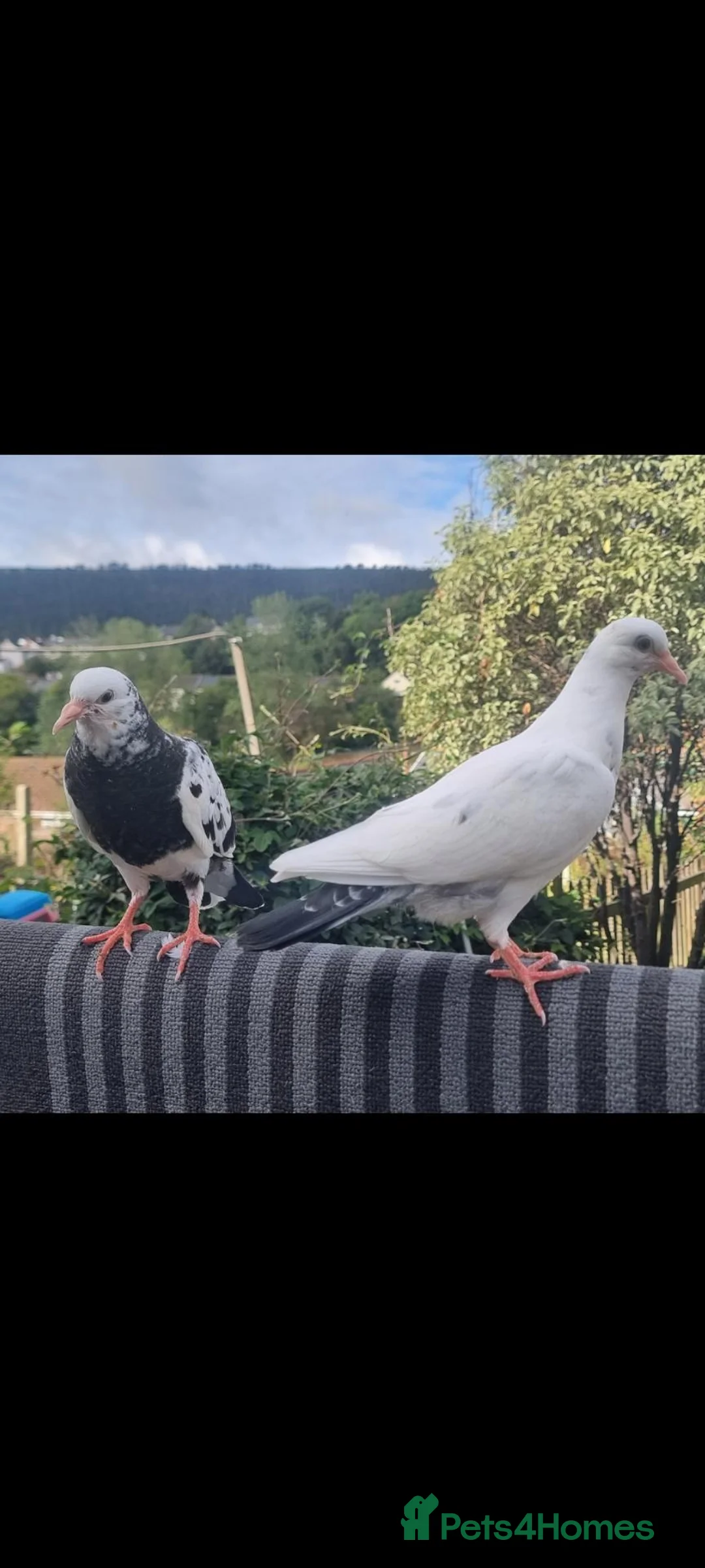 Pigeons birds for sale: Beautiful young pigeons.  Pair( not breeding )  - Advert 2