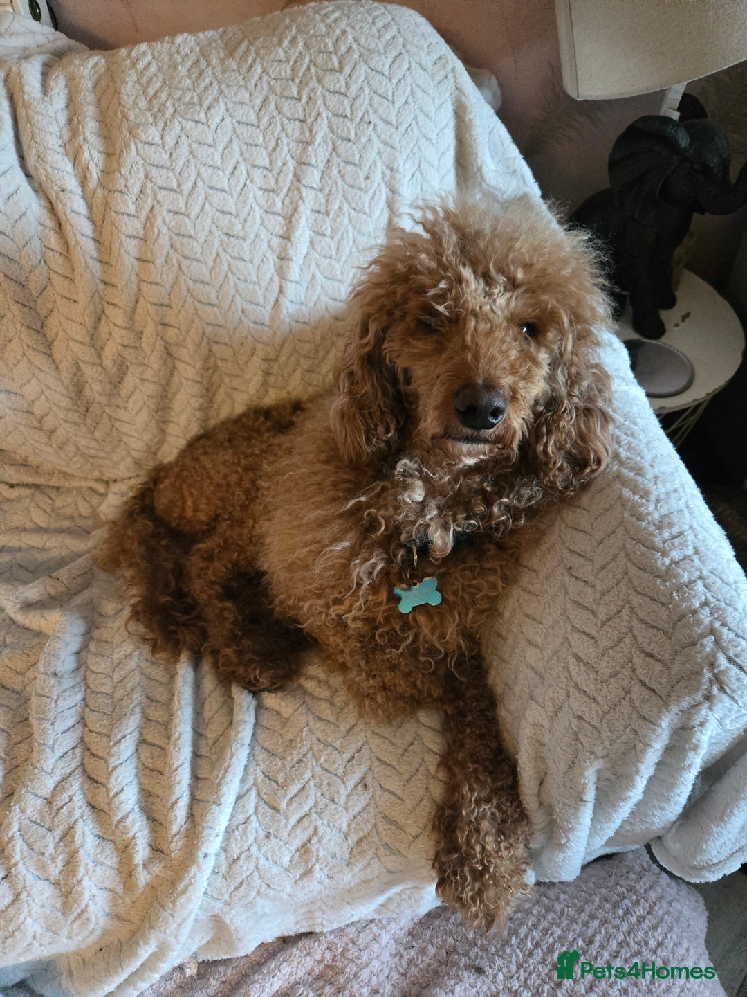 Cockapoo dogs for sale: 6 Gorgeous American cockapoo pups (Yankeedoodle) - Advert 9