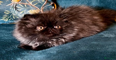Persian cats - Advert 12