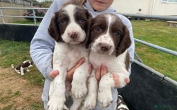 English Springer Spaniel dogs for sale: Springer Spaniel Black/liver and white Puppies - Image 6