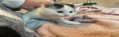 Turkish Van Kitten 6