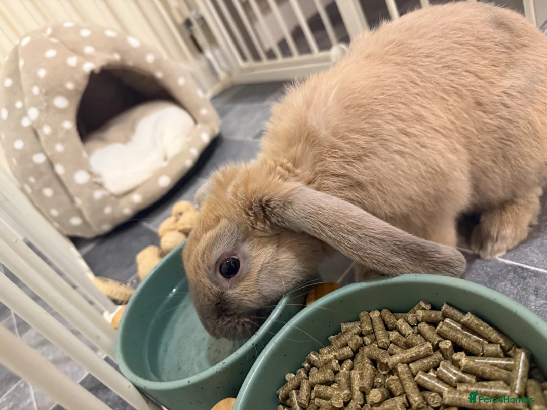 Mini Lop rabbits for sale: Bunny for sale - Advert 1