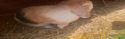 Mixed Breed rabbits for sale: Mix rabbits please read listing  - Advert 26