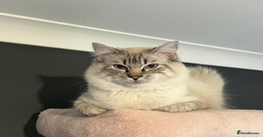Ragdoll cats - Advert 8