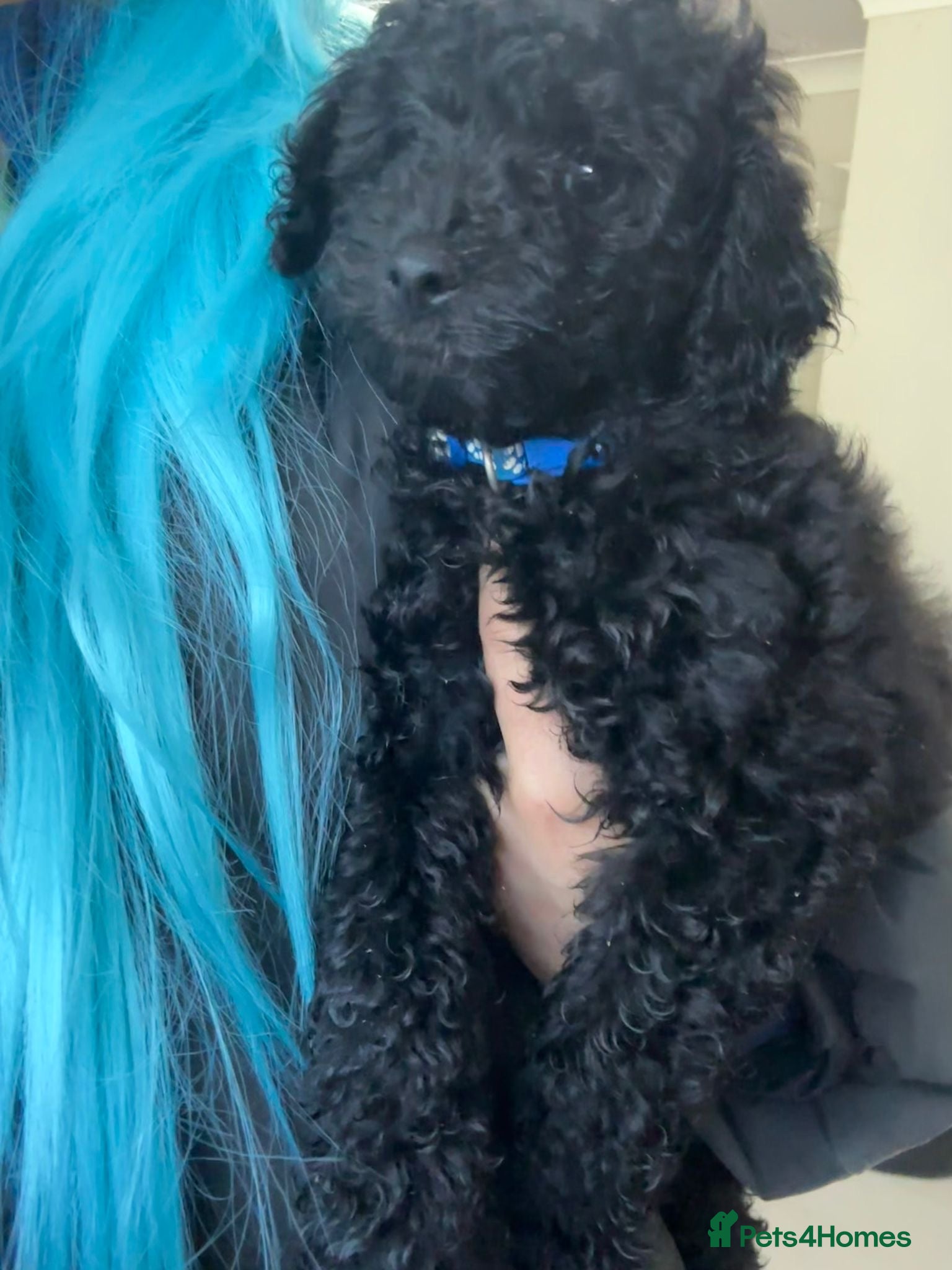 Toy Poodle dogs Black & rare silver phantom boy toy poodle puppies - Advert 7