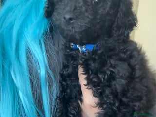 Toy Poodle dogs Black & rare silver phantom boy toy poodle puppies - Advert 1