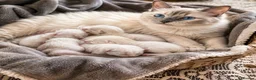 Ragdoll cats for sale: Ragdoll kittens  - Advert 1
