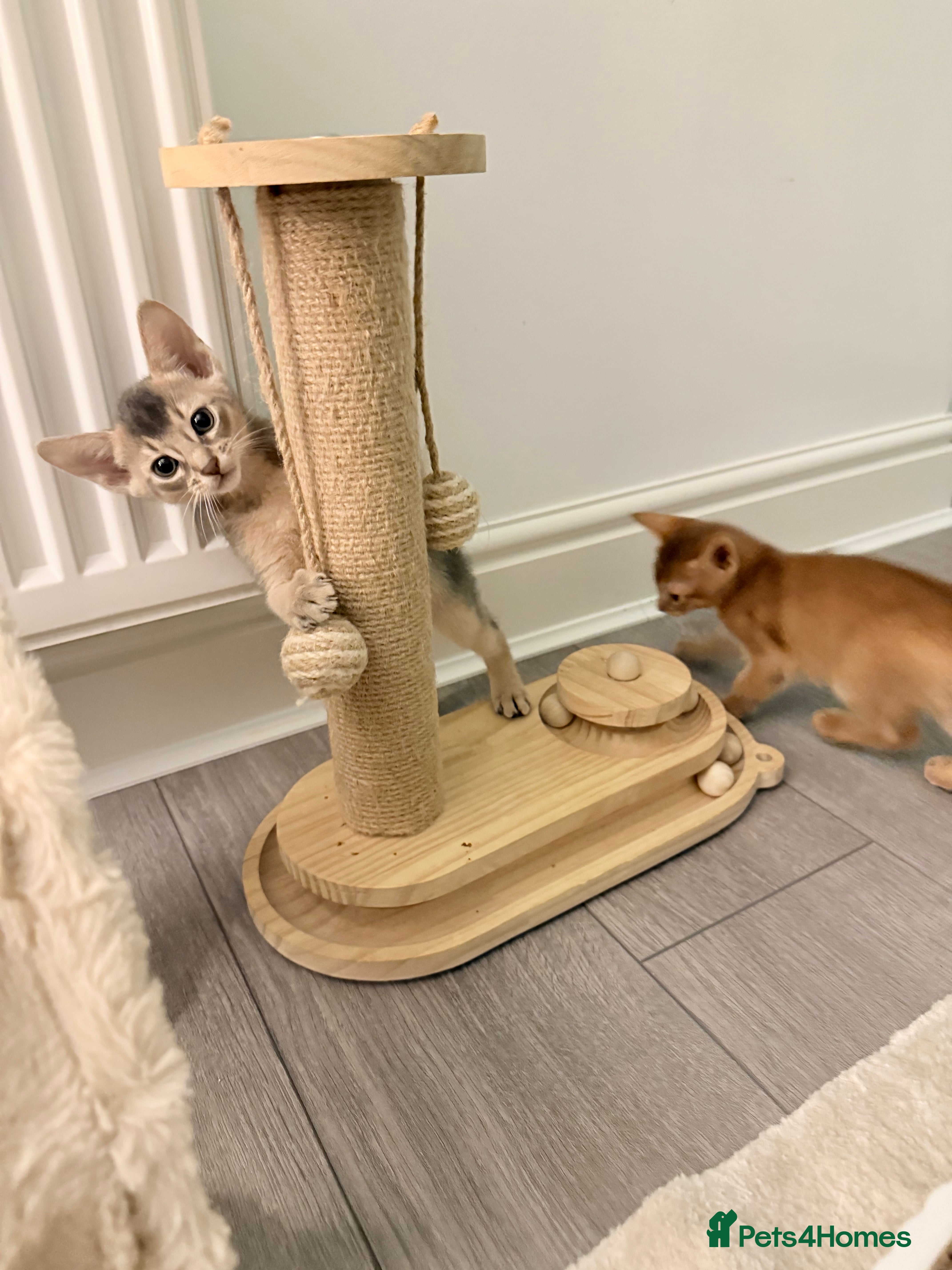 Abyssinian cats Abyssinian Kittens 🐾 - Advert 4
