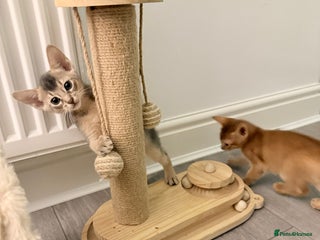 Abyssinian cats Abyssinian Kittens 🐾 - Advert 4