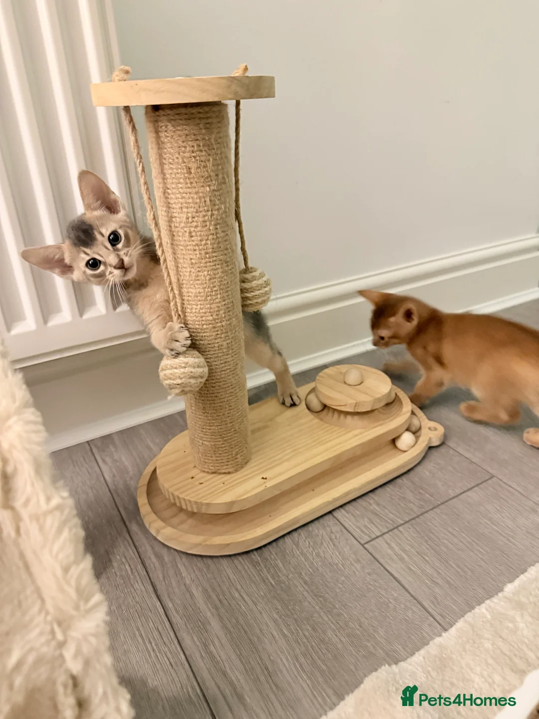 Abyssinian cats for sale: Abyssinian Kittens 🐾 - Advert 12