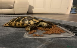 Tortoise reptiles for sale: Horsefield tortoise - Image 1