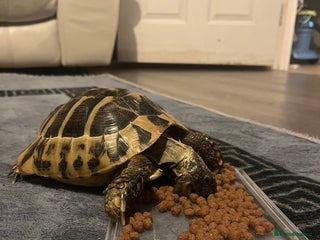 Tortoise reptiles for sale - Advert 1