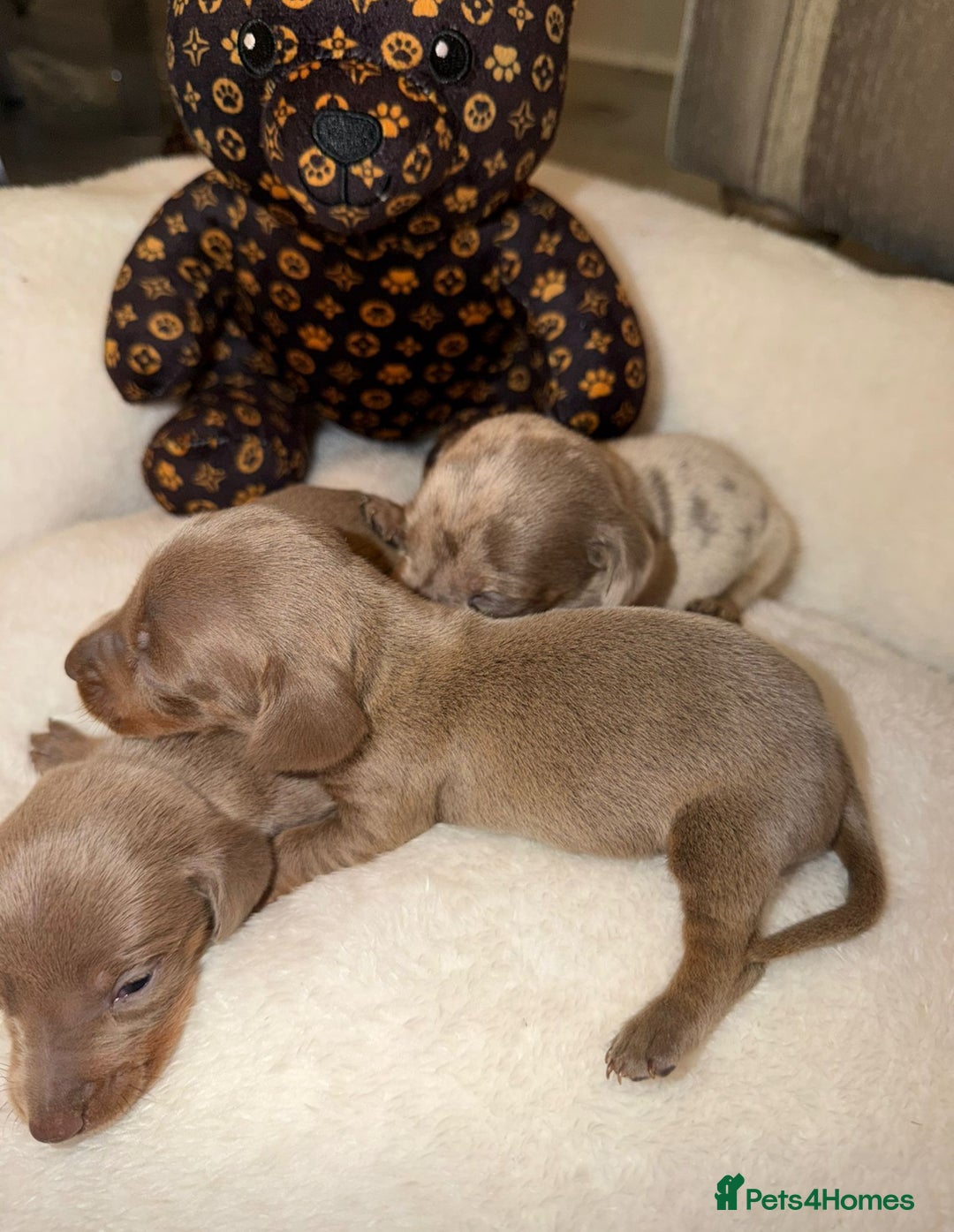 Miniature Dachshund dogs for sale: Miniature Dachshunds  - Image 6
