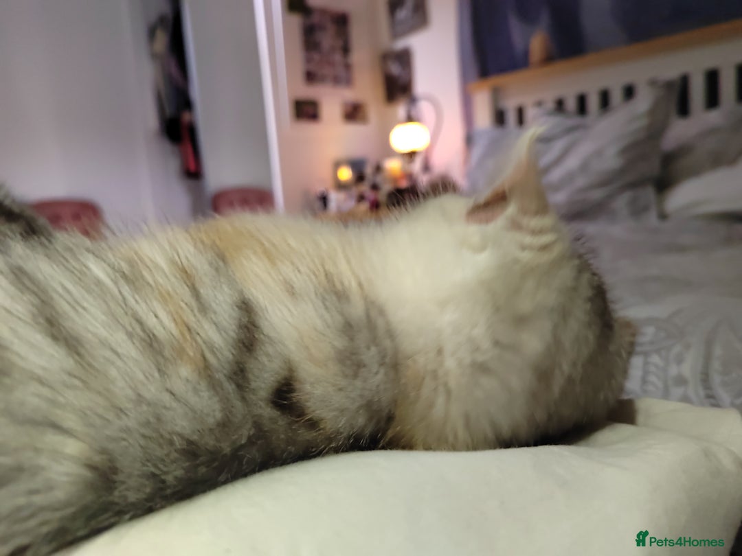 Scottish Fold cats for sale: Scottish Kittens 💜 - Image 19
