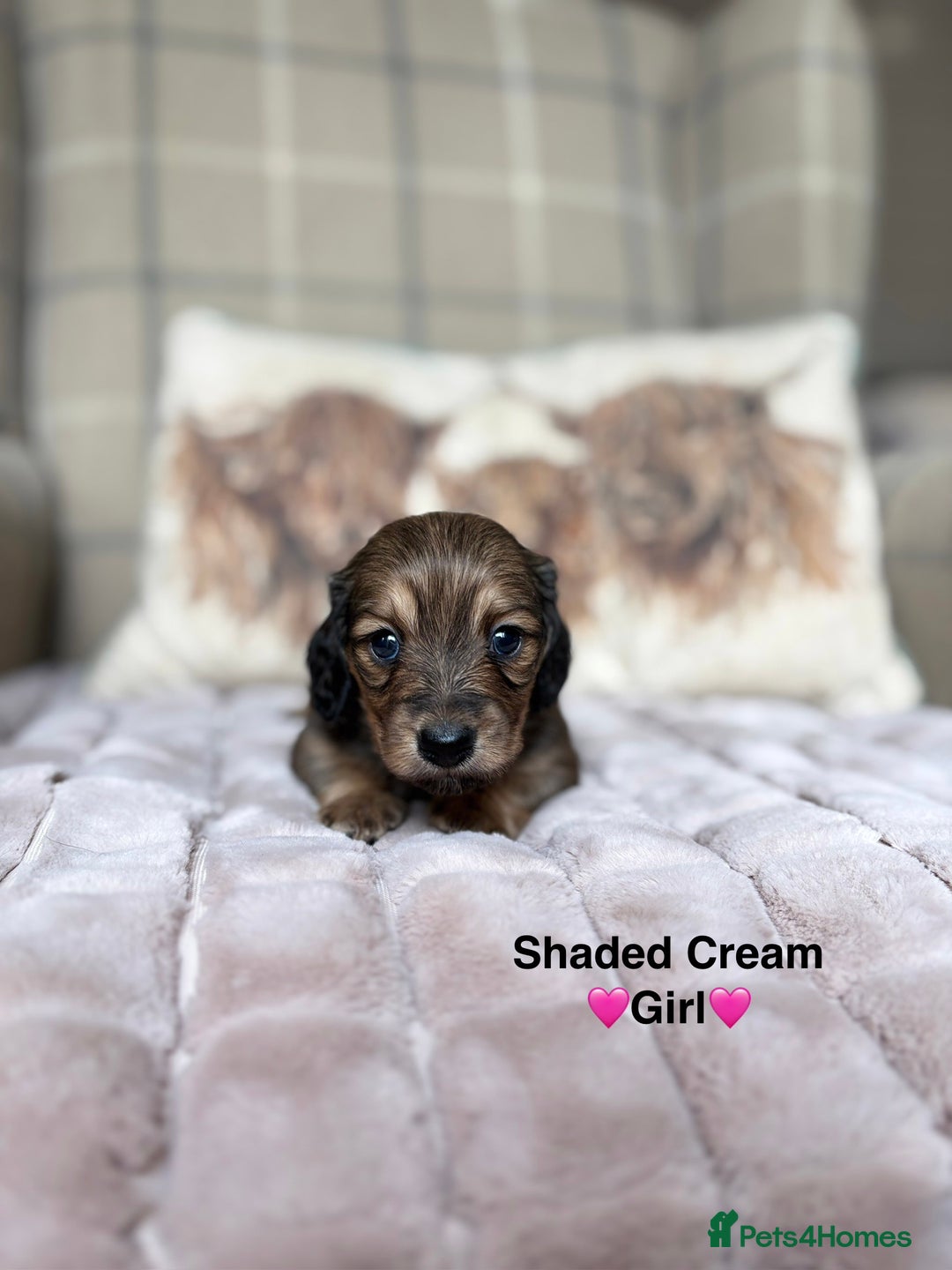 Miniature Dachshund dogs for sale: 🩷LONG HAIRED CREAM DACHSHUNDS🩵 - Advert 7
