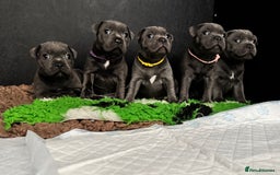 Staffordshire Bull Terrier dogs for sale: Quality Black to blue Staffordshire bull terrier - Image 29